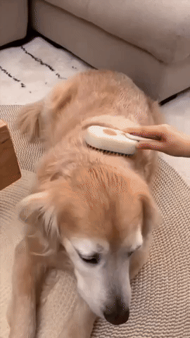 Elimina el pelo suelto de tu mascota en minutos